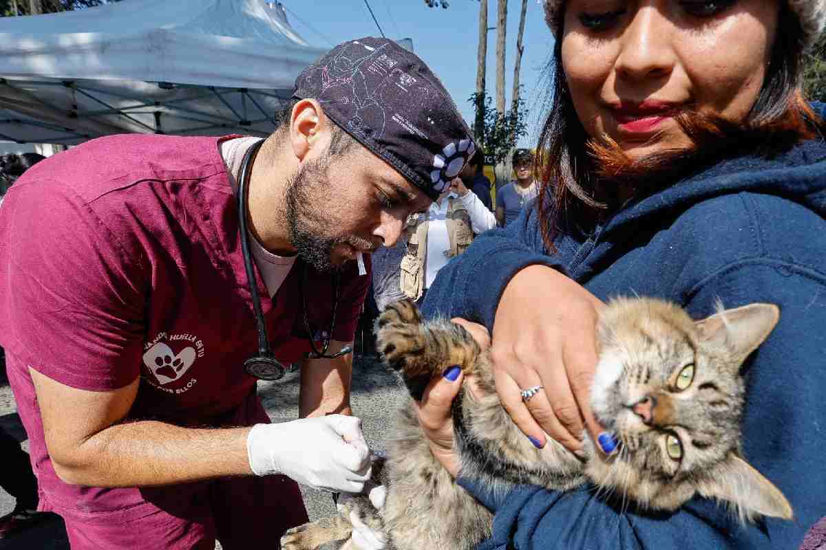 Proponen crear protocolo de atención para animales de compañía en emergencias como sismos o explosiones en CDMX