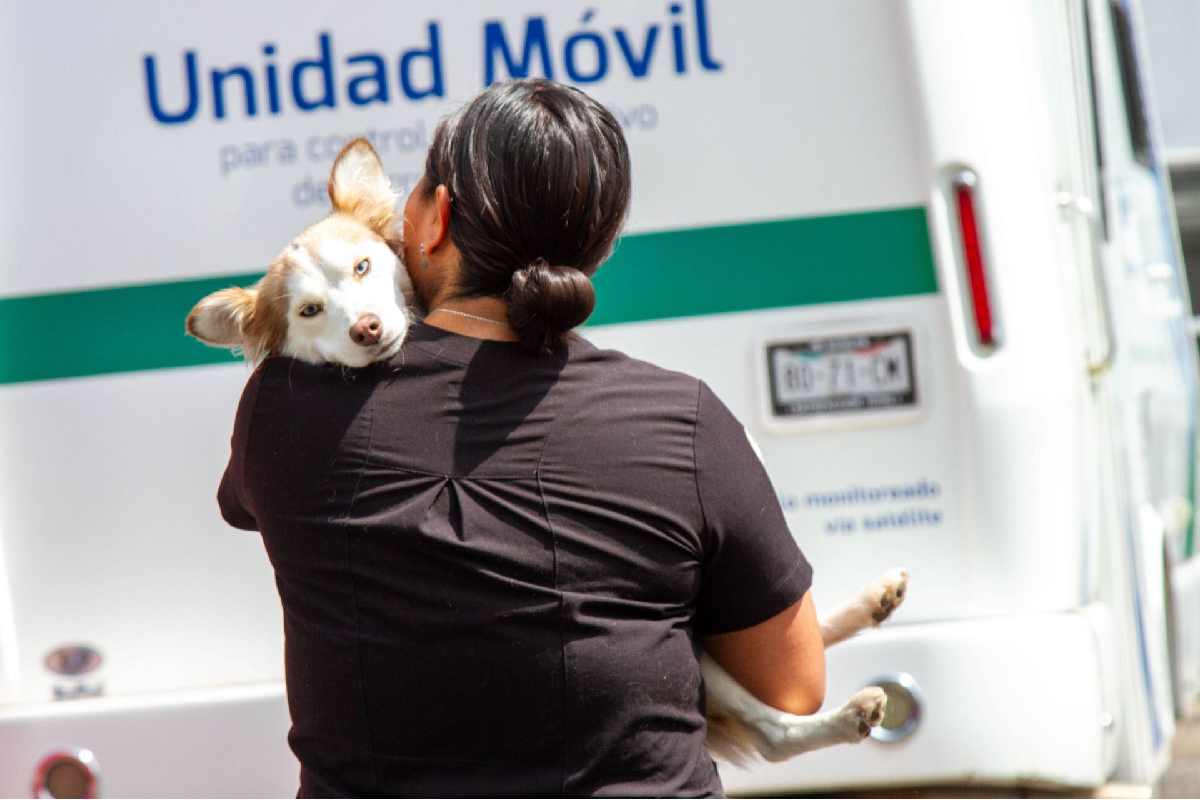 Proponen crear protocolo de atención para animales de compañía en emergencias como sismos o explosiones en CDMX