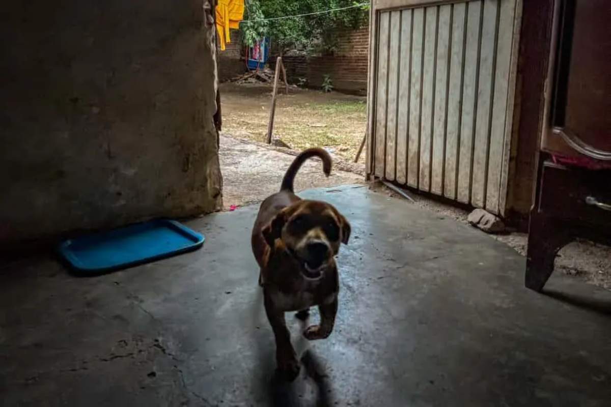 “Se nos acaba el mundo”: habitantes de Sinaloa pierden ropa, mascotas y patrimonio por inundaciones 