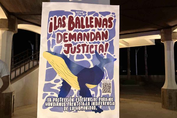 ballenas demandan justicia BCS