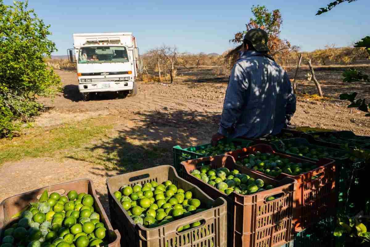 extorsión Limoneros de Apatzingan