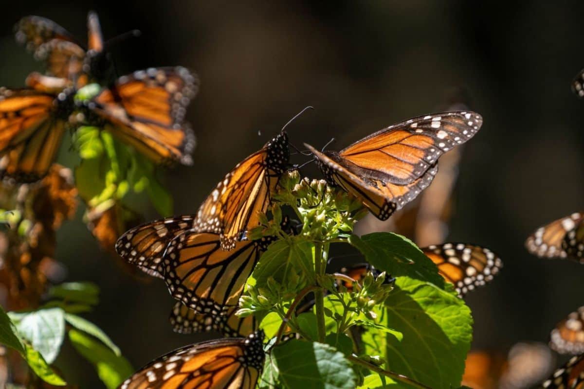 mariposa monarca migracion doodle