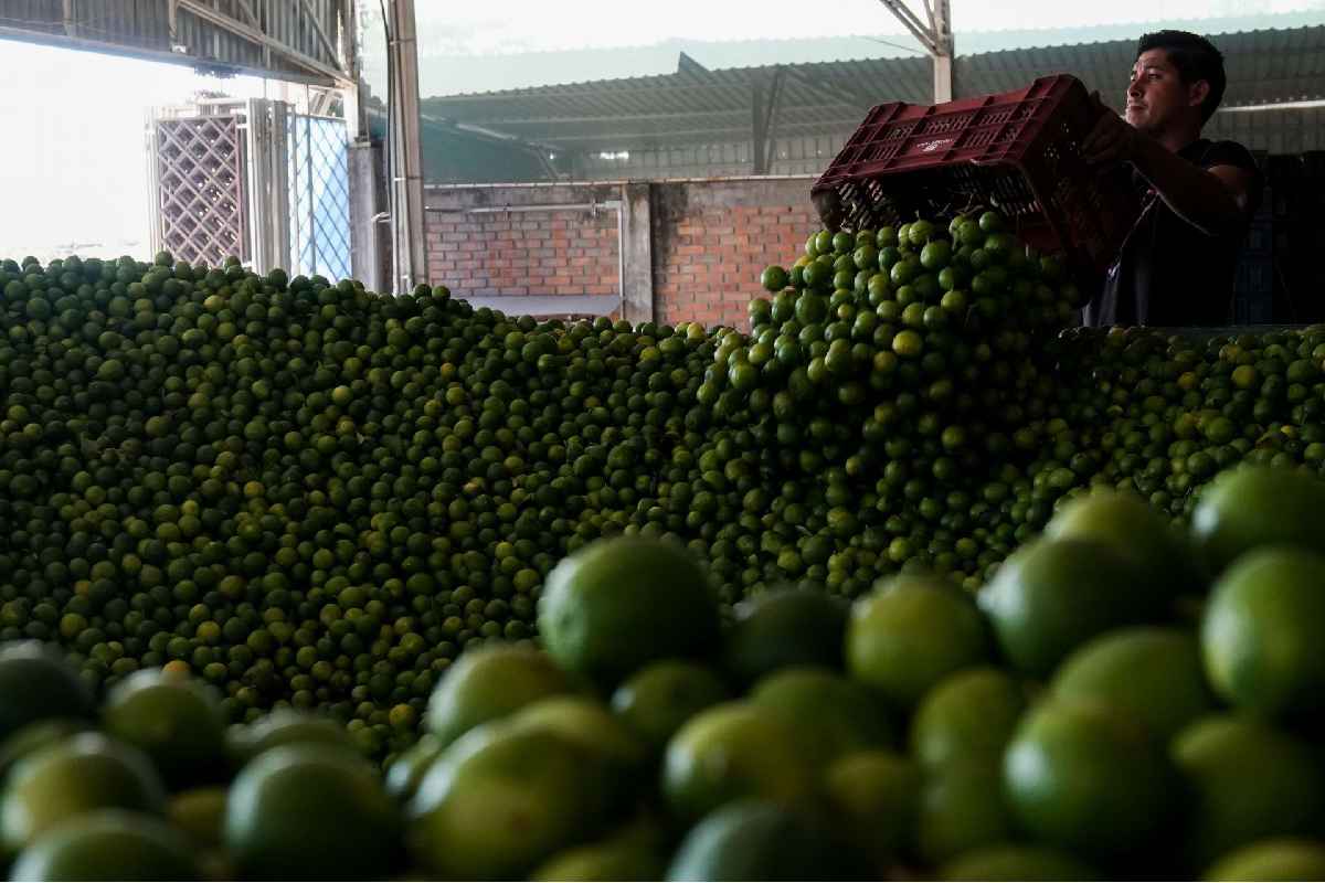 Bernardo Bravo, el líder limonero de Apatzingán asesinado