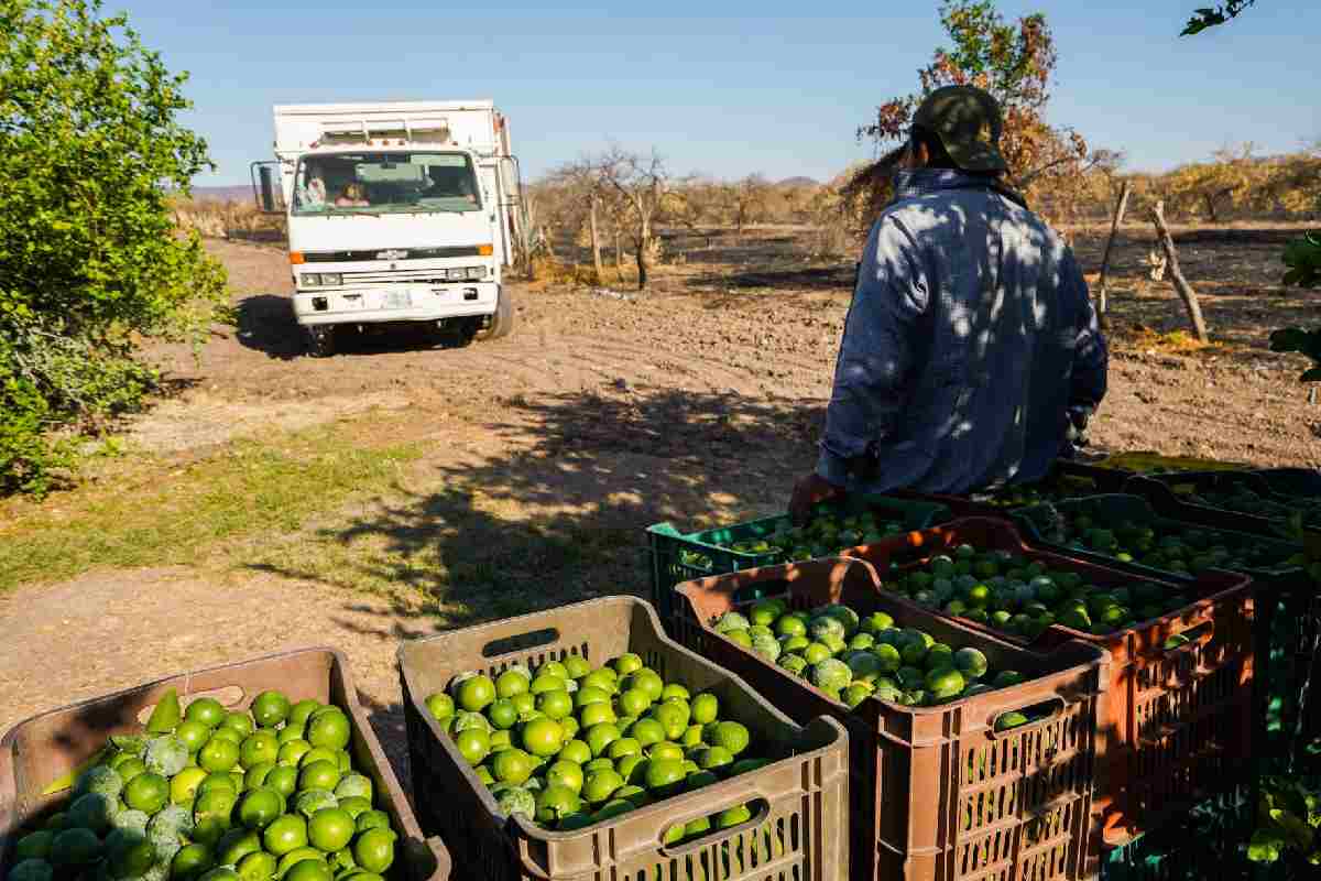 Productores de Apatzingán, Michoacán, protestan por el bajo precio del limón 