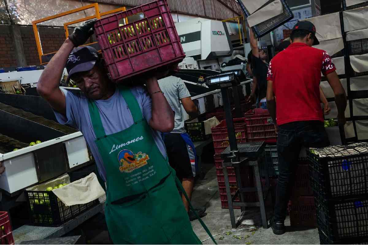 Productores de Apatzingán, Michoacán, protestan por el bajo precio del limón 