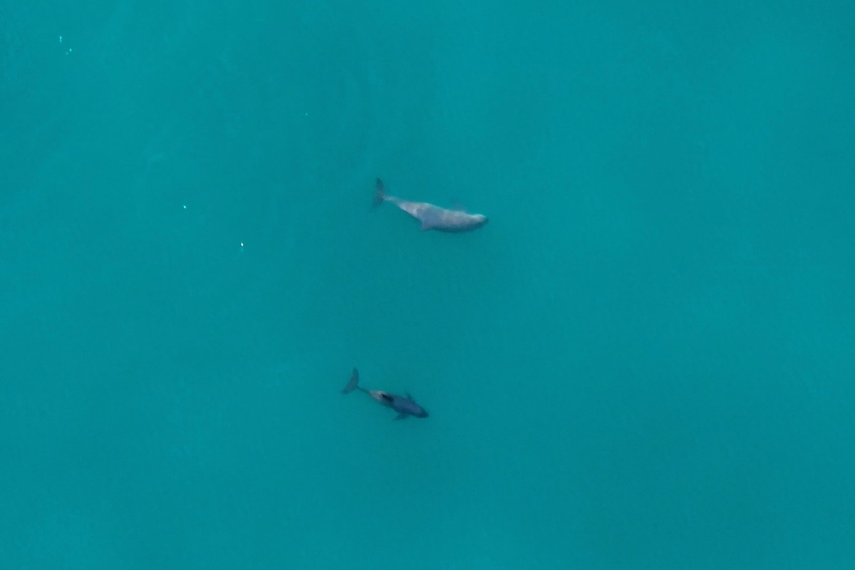 Vaquita marina: reportan avistamiento de hasta 10 ejemplares y nuevas crías; su recuperación podría llevar hasta 20 años