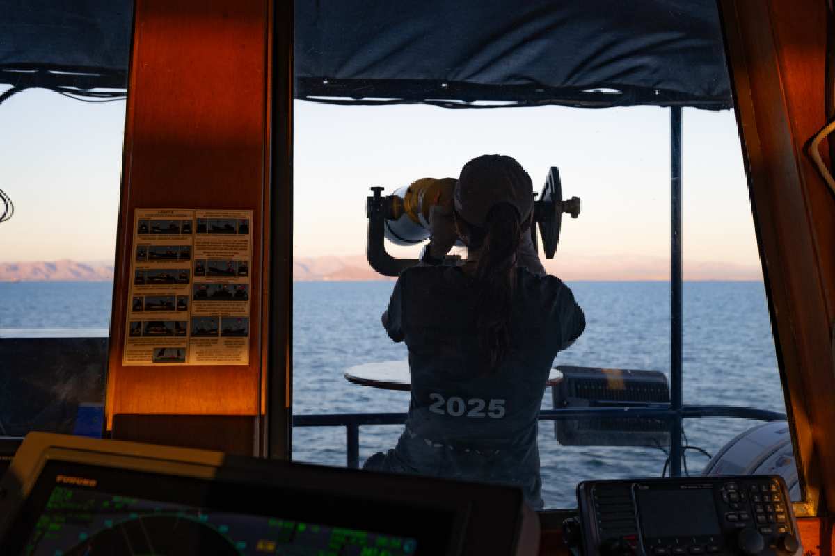 Vaquita marina: reportan avistamiento de hasta 10 ejemplares y nuevas crías; su recuperación podría llevar hasta 20 años 