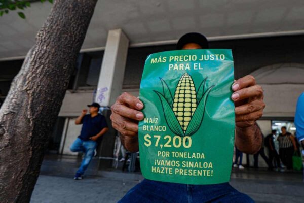 Agricultores exigen precio justo maiz sinlaoa