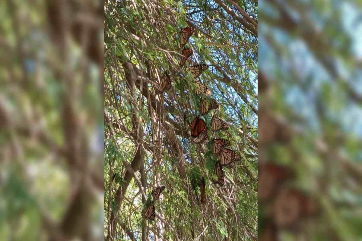 Con “etiquetas” acompañan el vuelo de la mariposa Monarca en su migración otoñal a México