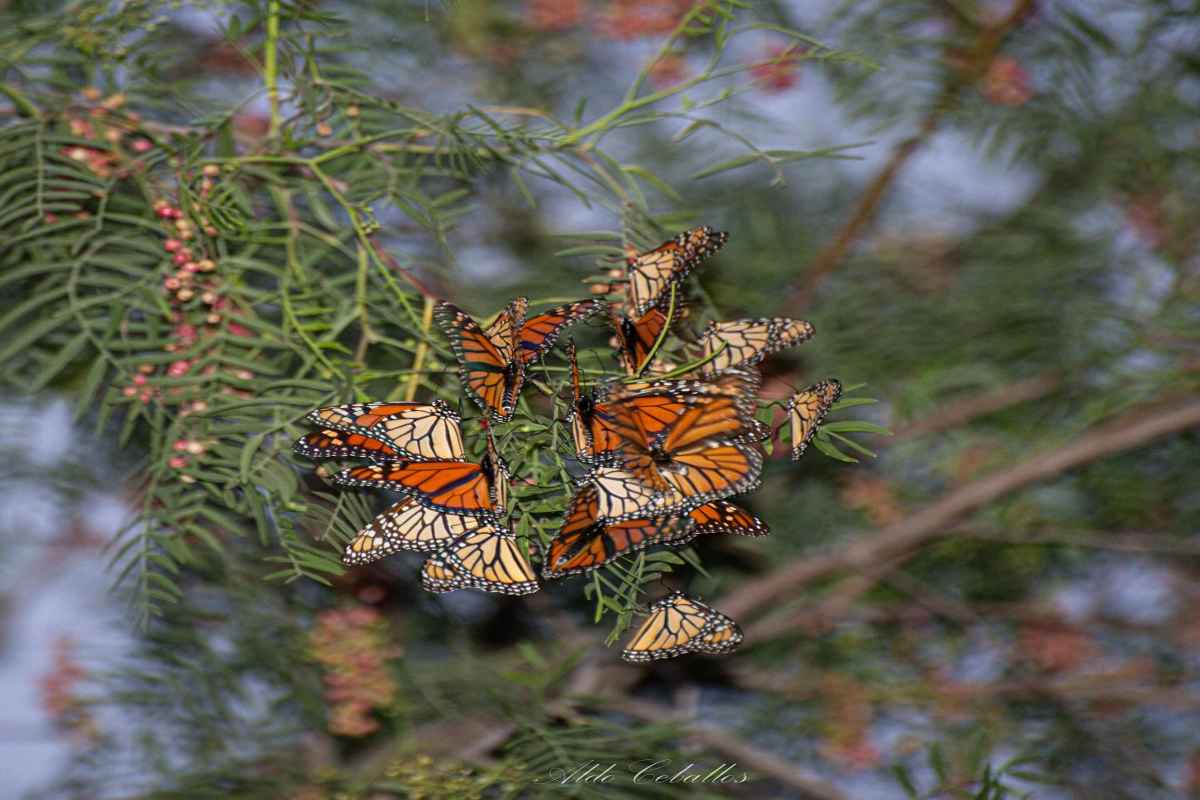 Con “etiquetas” acompañan el vuelo de la mariposa Monarca en su migración otoñal a México