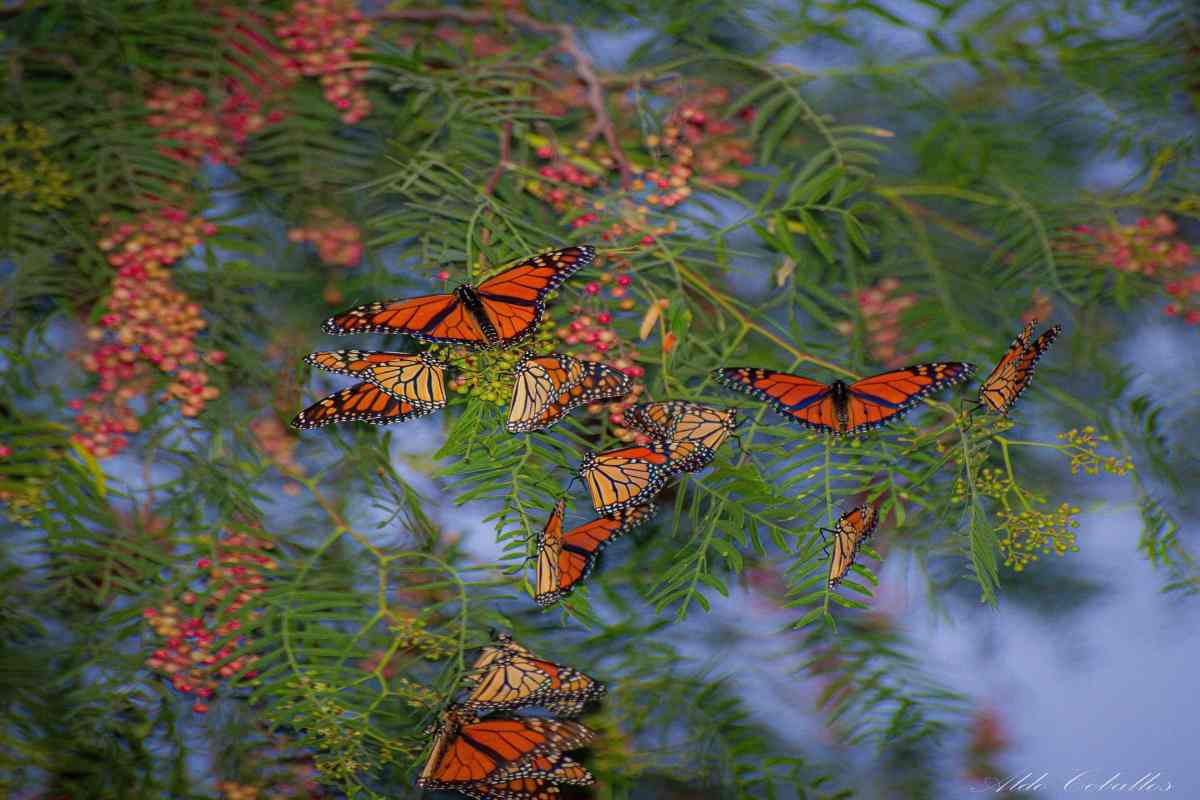 Con “etiquetas” acompañan el vuelo de la mariposa Monarca en su migración otoñal a México