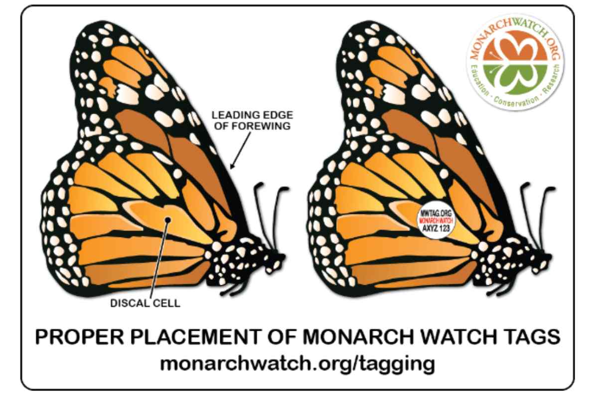 Con “etiquetas” acompañan el vuelo de la mariposa Monarca en su migración otoñal a México
