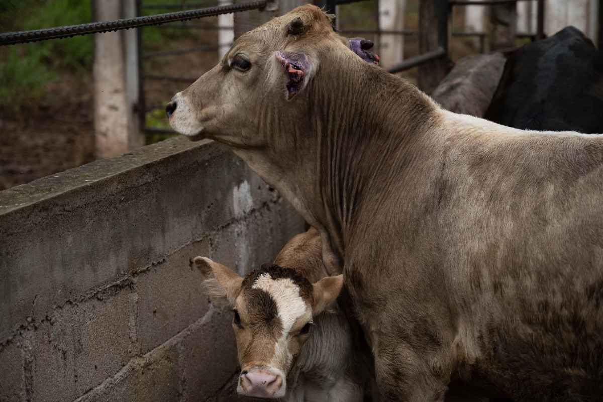 Detectan primer caso de gusano barrenador en Jalisco