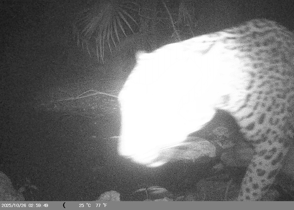 Jaguar detectado en el sitio donde pretenden construir un parque acuático en Mahahual.