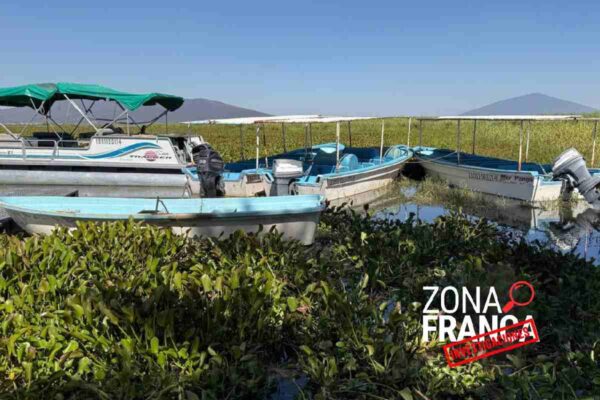 Lirio invade la Laguna de Yuriria en Guanajuato, pese a inversiones millonarias; pescadores se quedan sin ingresos