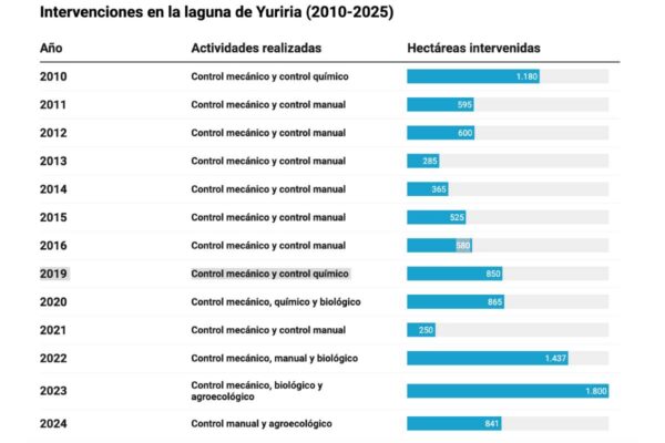 Lirio invade la Laguna de Yuriria en Guanajuato, pese a inversiones millonarias; pescadores se quedan sin ingresos