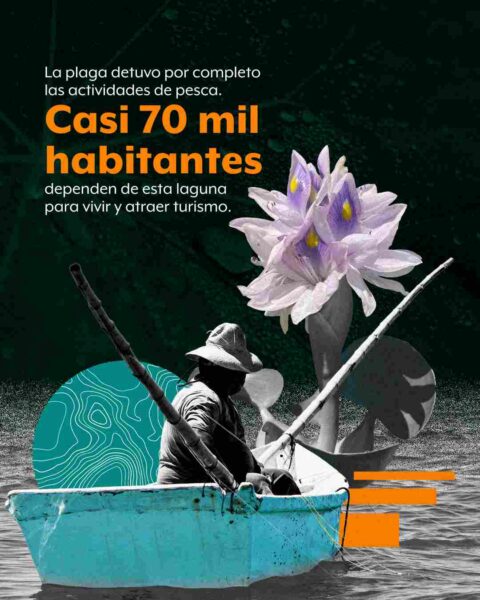 Lirio invade la Laguna de Yuriria en Guanajuato, pese a inversiones millonarias; pescadores se quedan sin ingresos