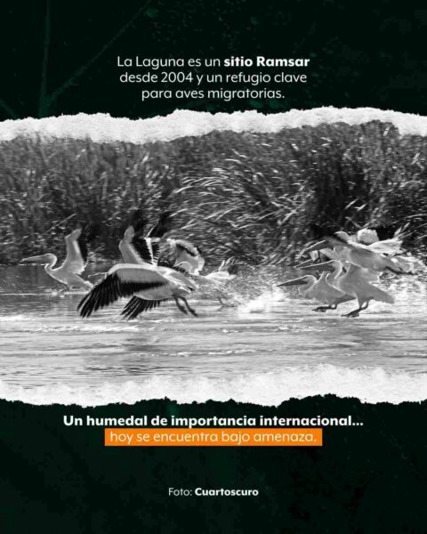 Lirio invade la Laguna de Yuriria en Guanajuato, pese a inversiones millonarias; pescadores se quedan sin ingresos