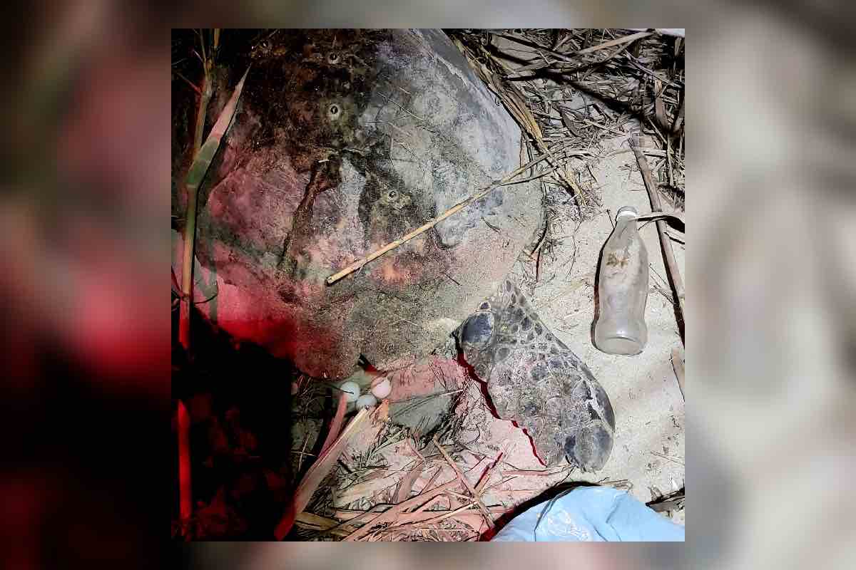 Nos damos cuenta al bañarnos en el mar”- tortugueros del Golfo de México cuentan cómo detectan derrames de crudo_5