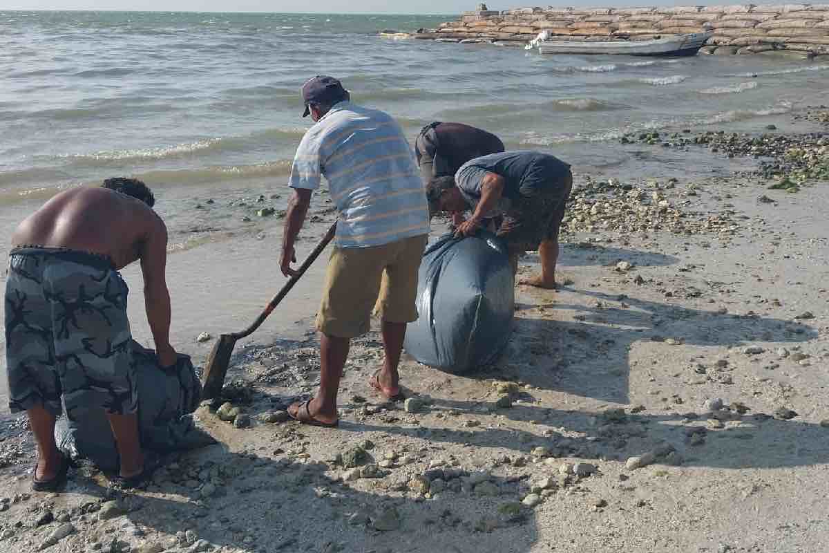 Nos damos cuenta al bañarnos en el mar”- tortugueros del Golfo de México cuentan cómo detectan derrames de crudo_7