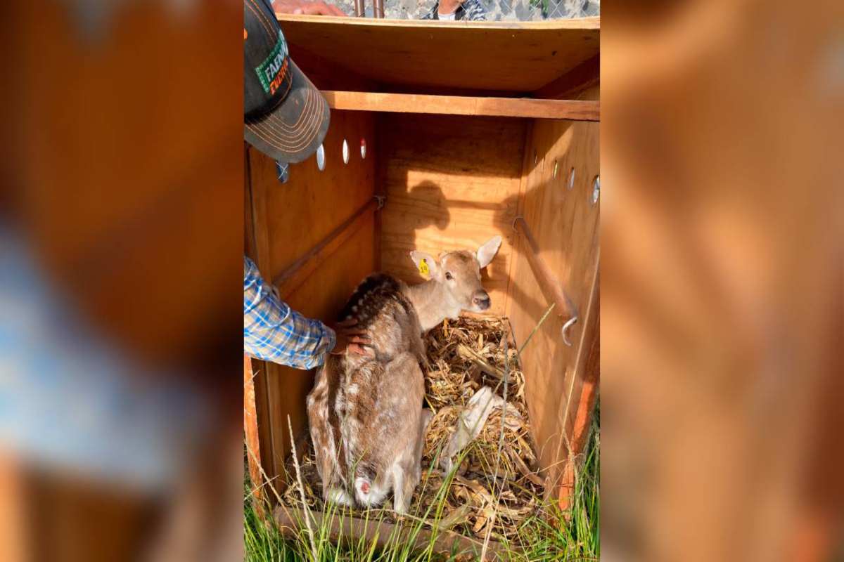 Profepa clausura Parque Temazcal Zovic de Morelos por maltrato y descuido a 41 animales 
