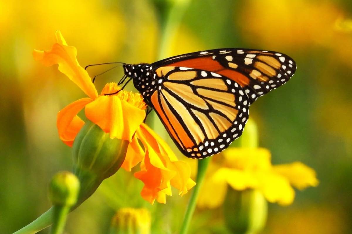 Retraso en el arribo de la mariposa monarca; domo de calor en Estados Unidos detuvo su ingreso a México Animal_Político_5