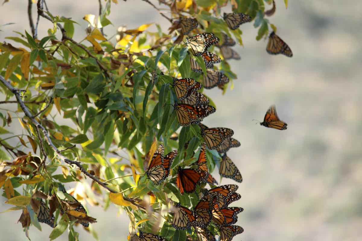 Retraso en el arribo de la mariposa monarca; domo de calor en Estados Unidos detuvo su ingreso a México_3