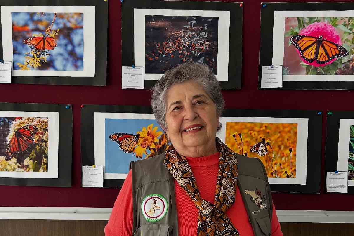 Retraso en el arribo de la mariposa monarca; domo de calor en Estados Unidos detuvo su ingreso a México_4