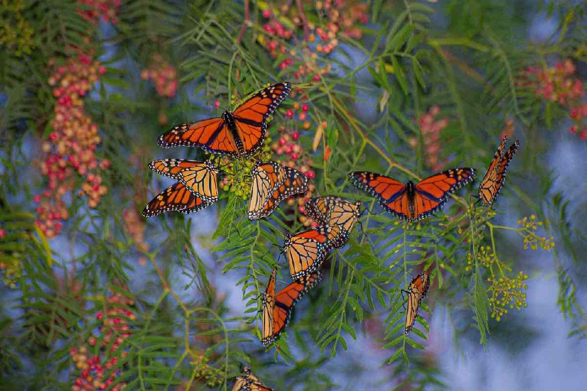 Retraso en el arribo de la mariposa monarca; domo de calor en Estados Unidos detuvo su ingreso a México_9
