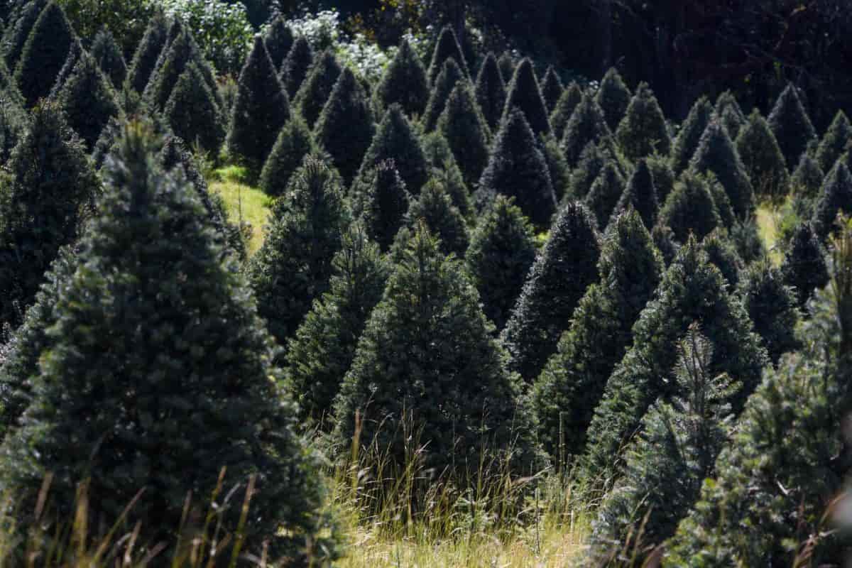 arbol de navidad natural