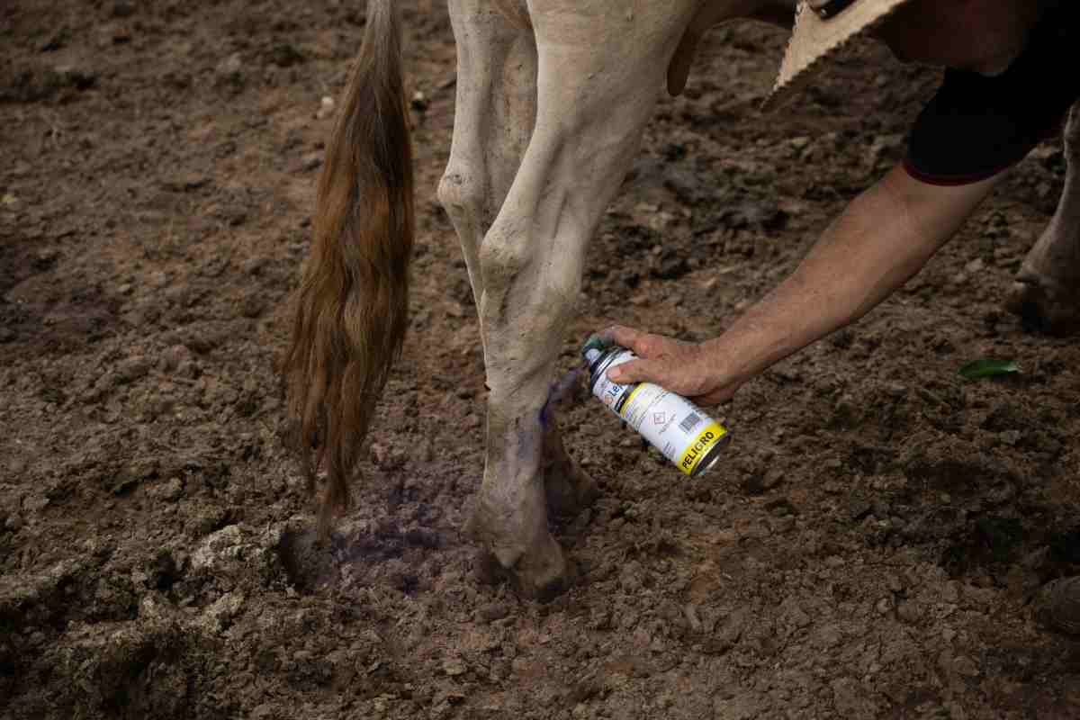 qué es el gusano barrenador
