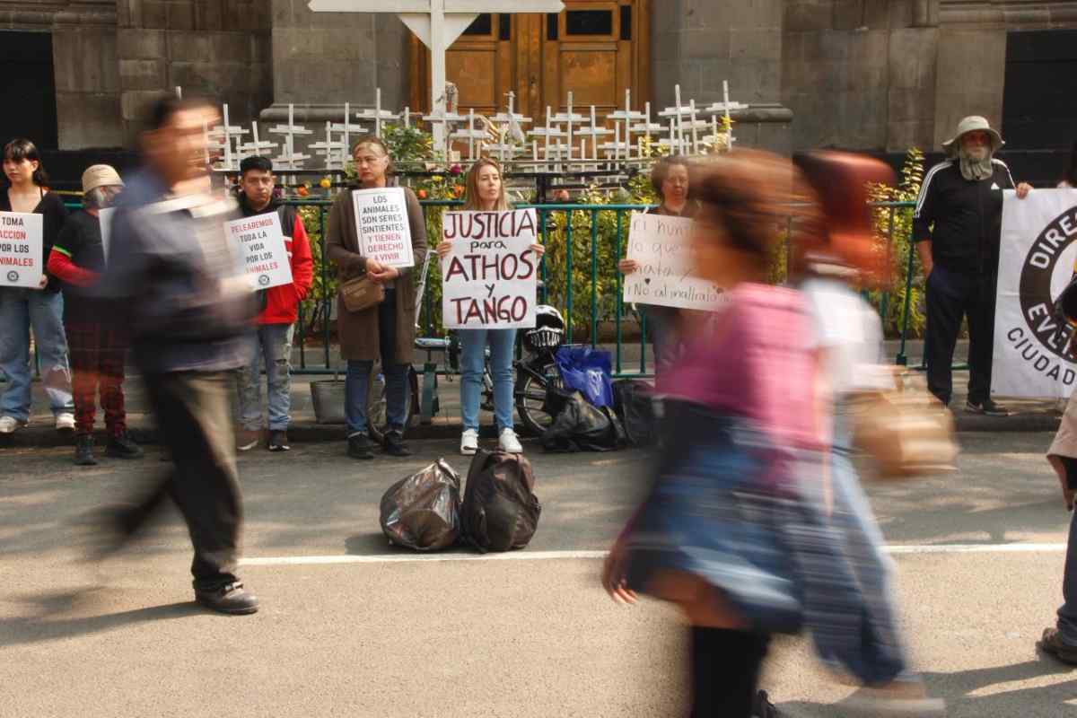Caso Athos y Tango: la sentencia que, en pleno Día de los Derechos de los Animales, pone en duda la justicia mexicana