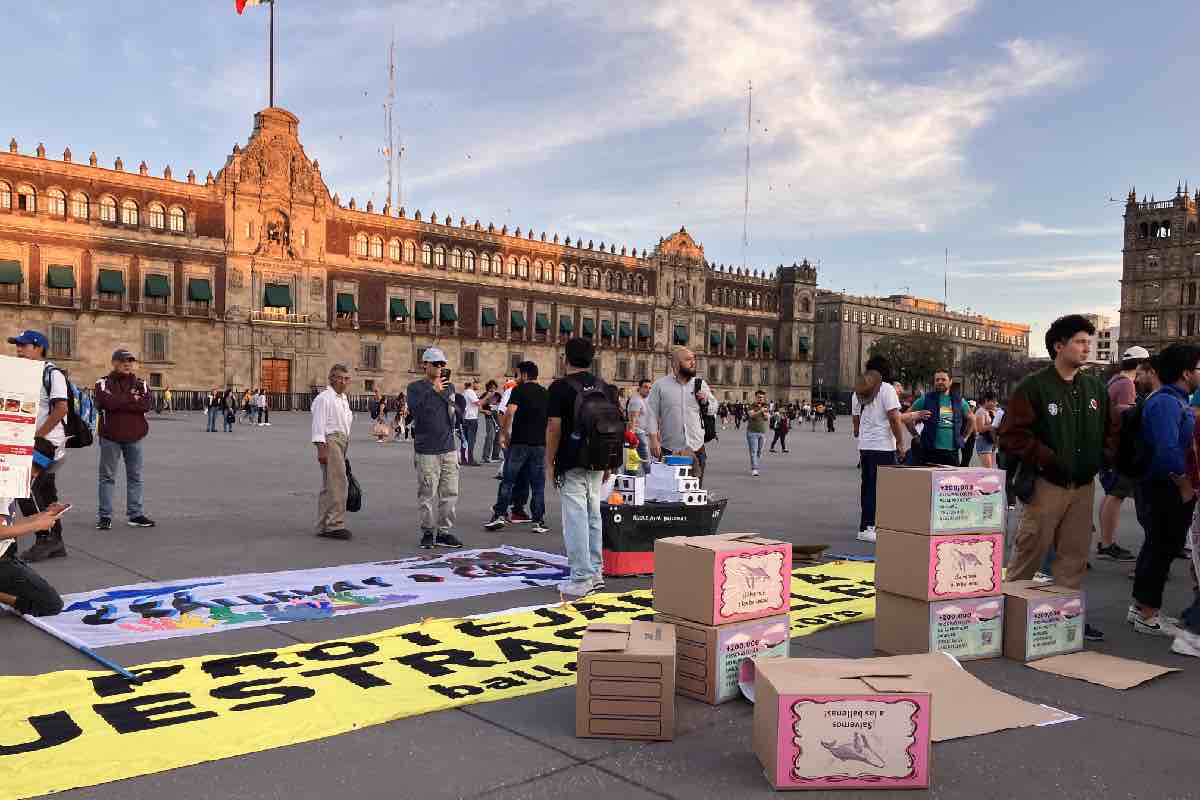 Megaproyectos de gas suman 10 juicios de amparo contra afectaciones ambientales; Sheinbaum defiende Saguaro Animal_Político_6