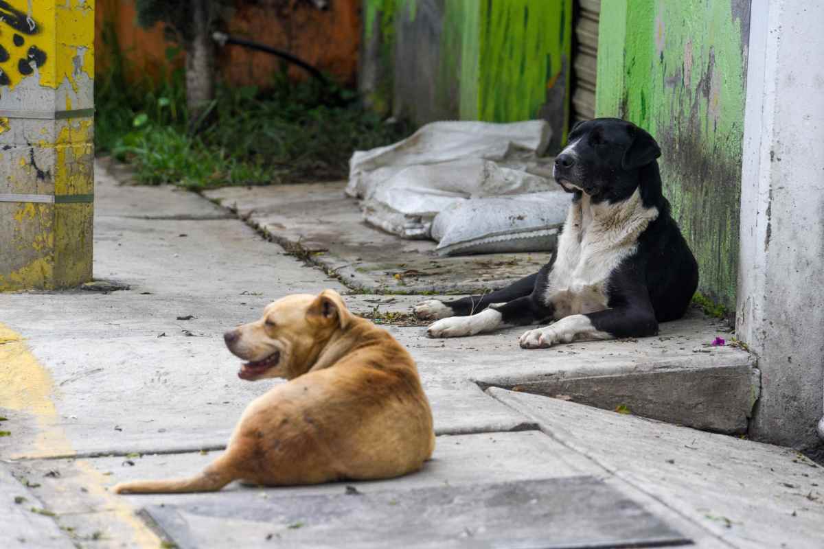 Operativo Perrito Peregrino 2025: cómo ayudar a rescatar a un lomito de Basílica de Guadalupe
