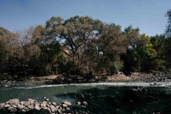 Parque Hidalgo pulmón verde