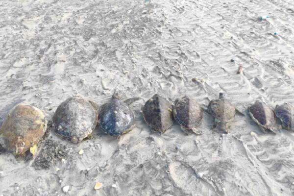 Reportan aumento de tortugas marinas muertas en Playa Bagdad, en Tamaulipas; van 33 en una semana