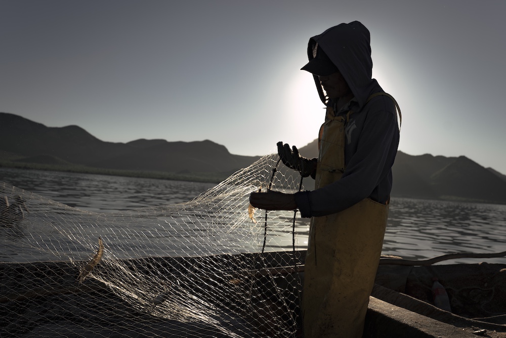 En la Bahía de Ohuira abunda el camarón y la pesca ribereña es alimento y sustento económico de cientos de familias. Crédito: Armando Vega.