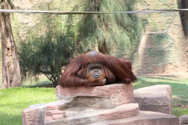 animales muertos zoo león