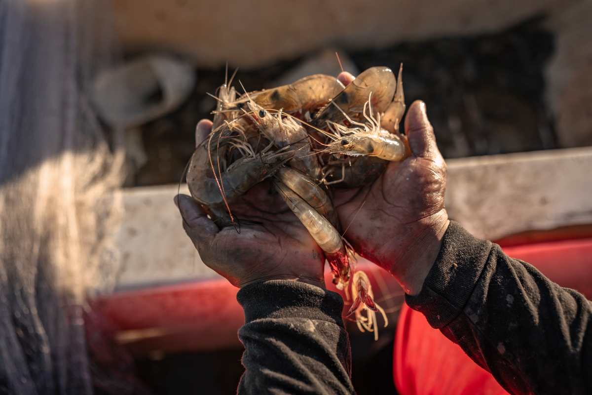 Planta de amoniaco y de gas natural licuado en Sinaloa impactarían de manera “destructiva” la bahía de Topolobampo: ONU