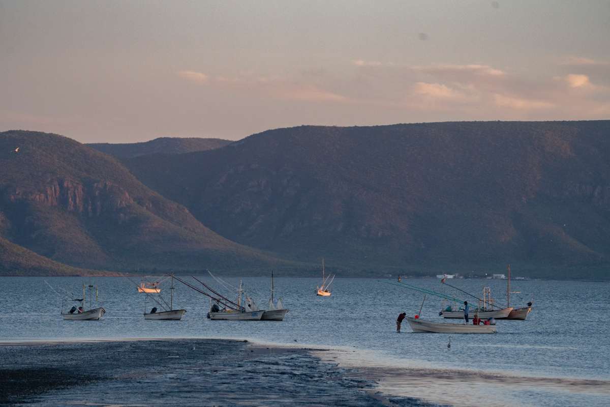 Planta de amoniaco y de gas natural licuado en Sinaloa impactarían de manera “destructiva” la bahía de Topolobampo: ONU