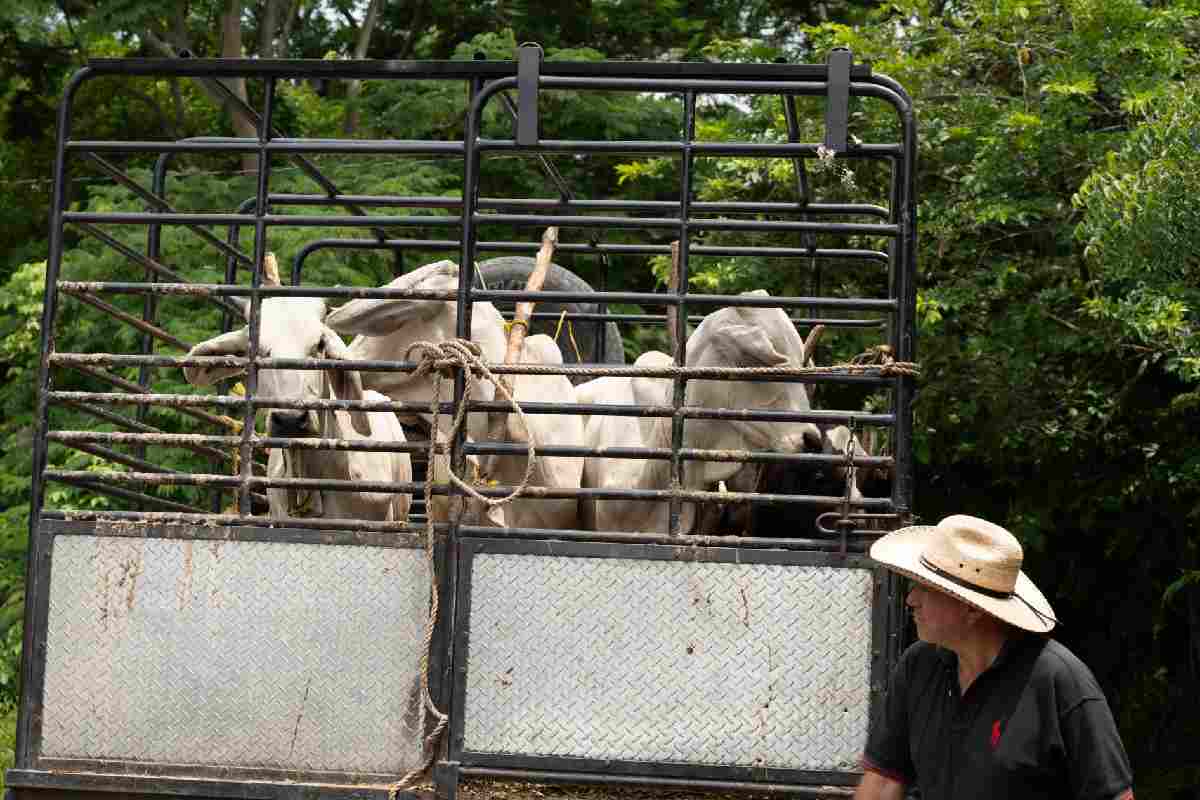 Ganaderos acuerdan con Agricultura reforzar acciones contra el gusano barrenador