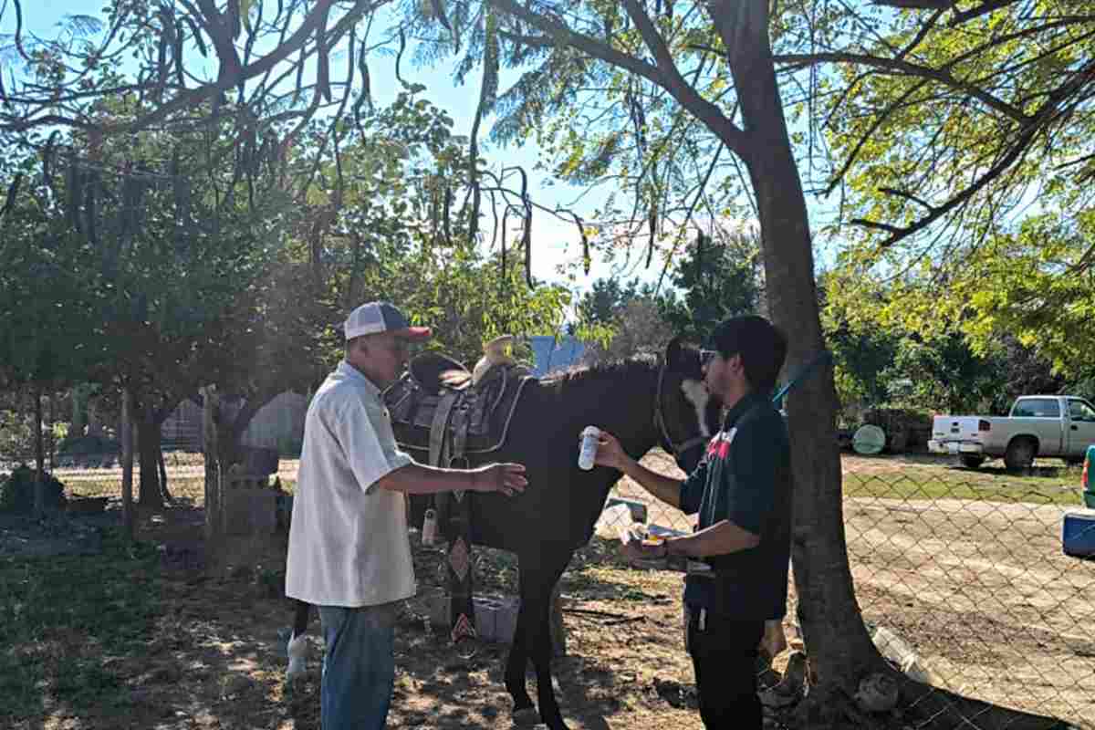 gusano barrenador tamaulipas casos