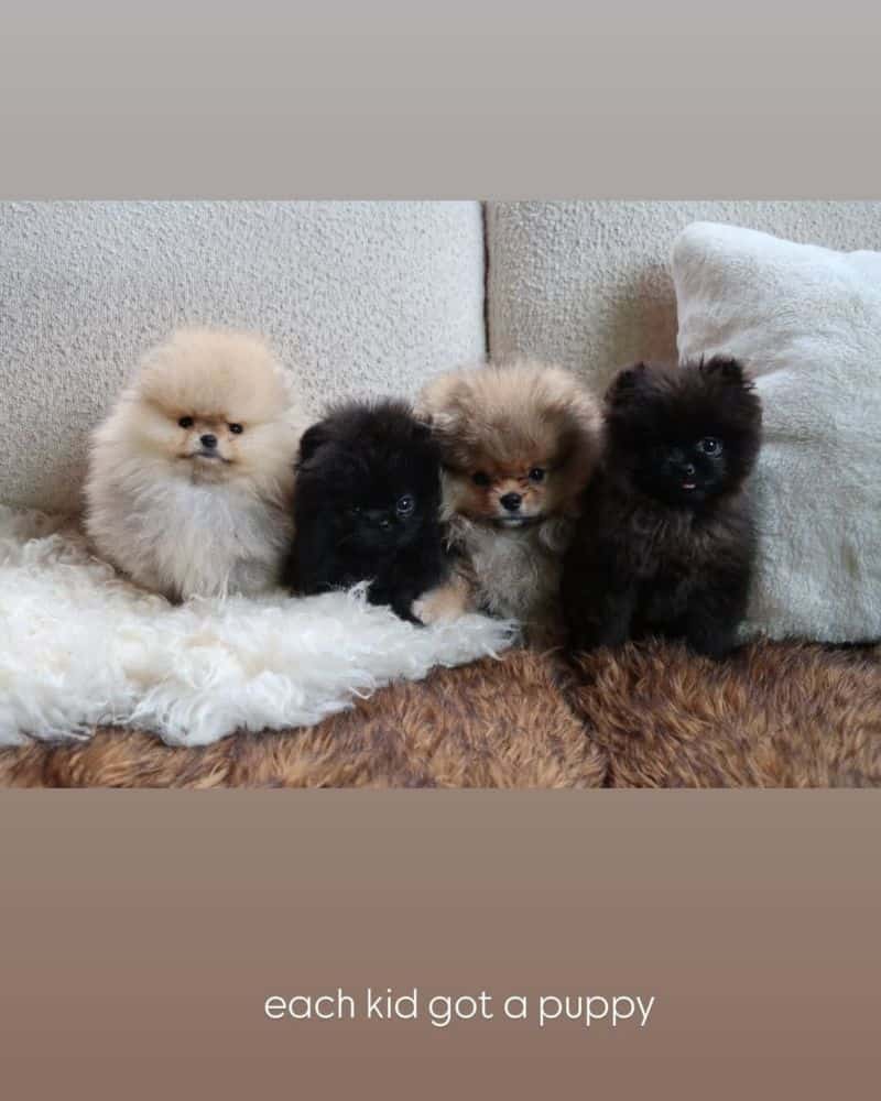 kim kardashian cachorros pomerania navidad