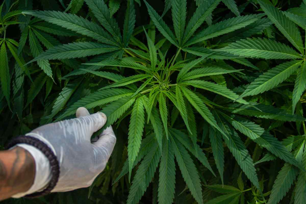 Encuesta consumo de drogas