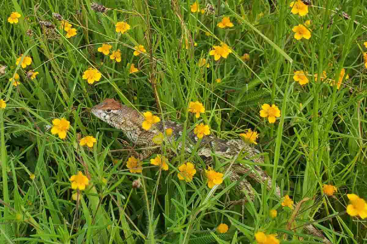 mujeres-infancias-frenan-proyecto-minero-morelos