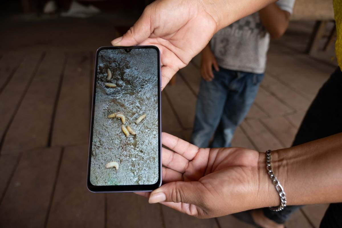 Agricultura dice que redujo 57% de casos activos del gusano barrenador; hay 492 reportes en México