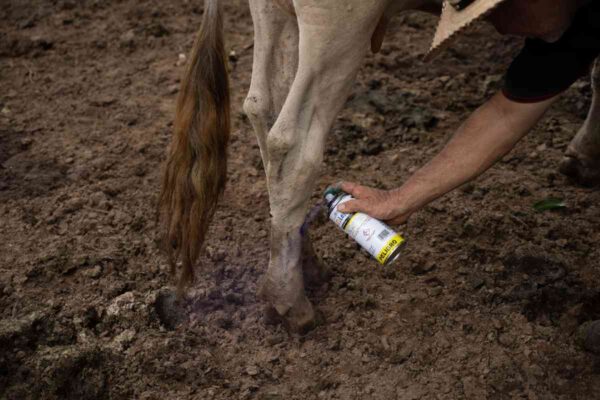 Agricultura refuerza acciones para contener avance de gusano barrenador en Tamaulipas y Veracruz
