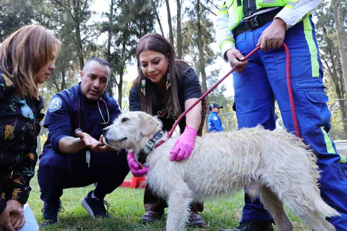 Alista CDMX traslado de perros del Refugio Franciscano a sede de la Brigada de Vigilancia Animal