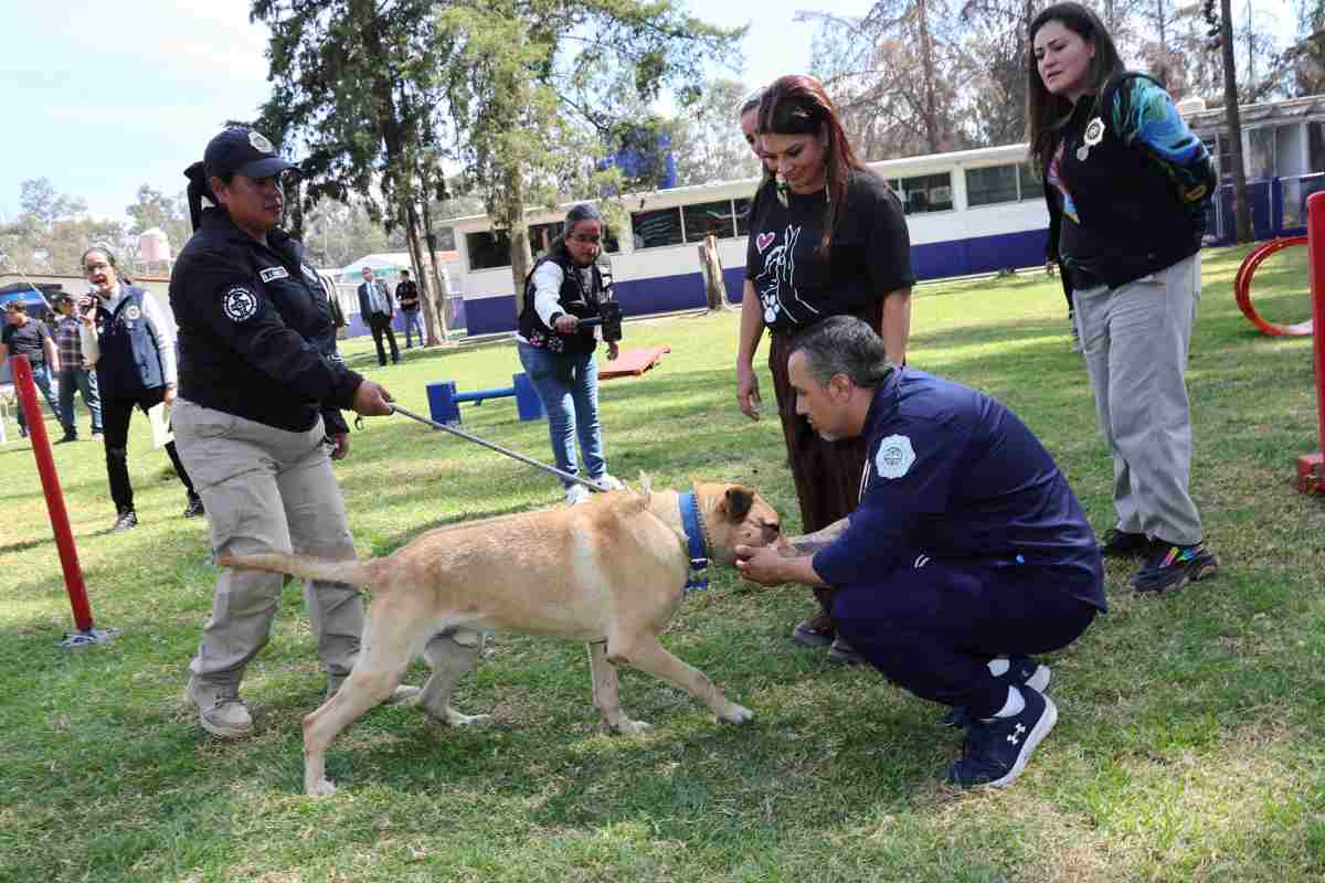Alista CDMX traslado de perros del Refugio Franciscano a sede de la Brigada de Vigilancia Animal