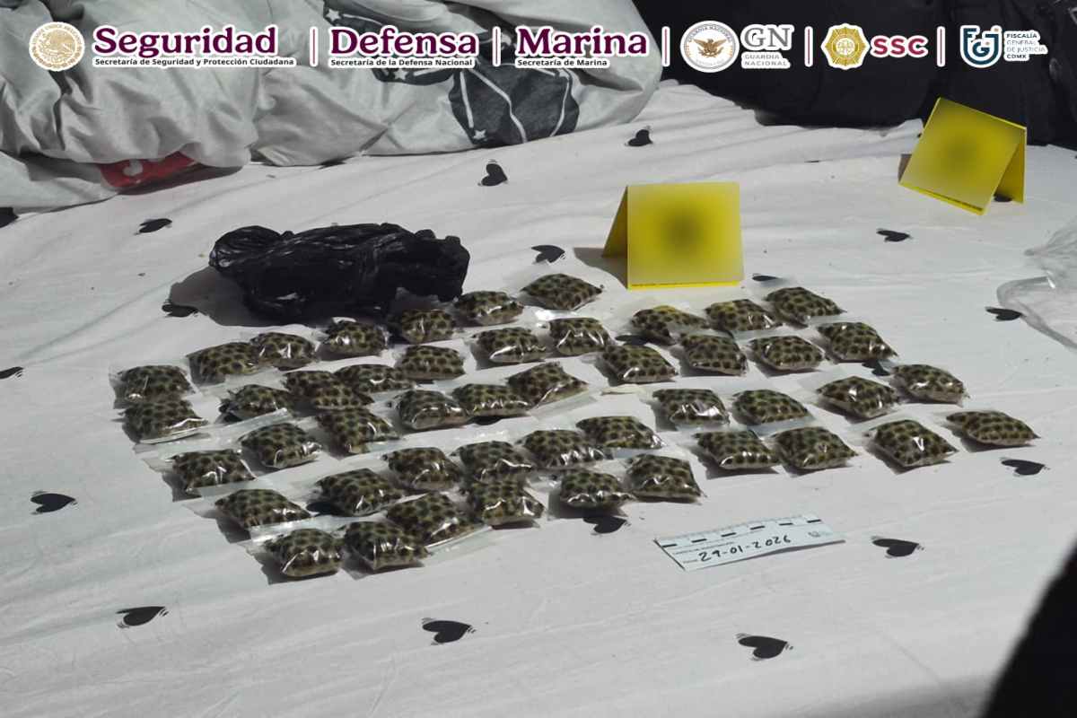 Detienen a cinco presuntos integrantes de “Los Kena” en Coyoacán; son ligados a la Unión Tepito